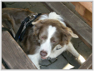 border collie speedy dream